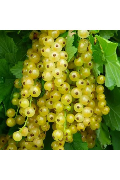 Смородина Імператорська – жовті ягоди